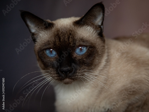 portrait of a Siamese cat with blue eyes
