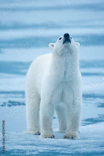 Polar Bear  Svalbard  Norway