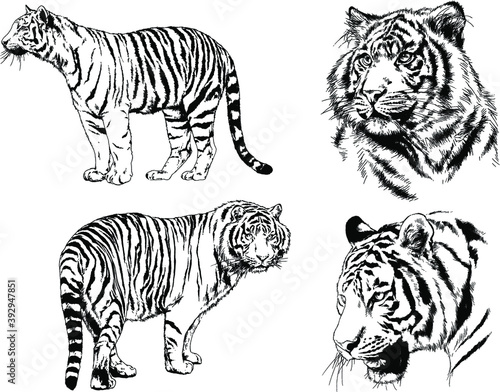 vector drawings sketches different predator   tigers lions cheetahs and leopards are drawn in ink by hand   objects with no background