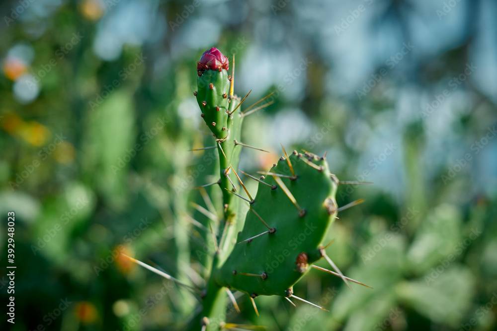 Prickly pear cactus close up with fruit in red color in Nature Background Prickly pear cactus close up with fruit in red color in Nature Background