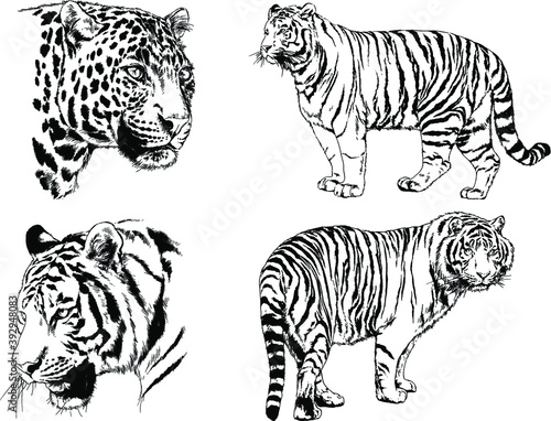 vector drawings sketches different predator   tigers lions cheetahs and leopards are drawn in ink by hand   objects with no background