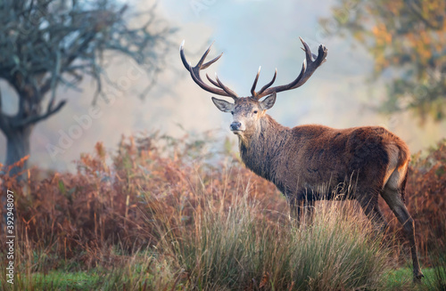 Fototapeta Naklejka Na Ścianę i Meble -  Red deer stag standing in the field on a misty autumn morning