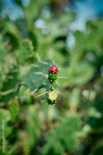 Prickly pear cactus close up with fruit in red color in Nature Background  © Heri Mardinal