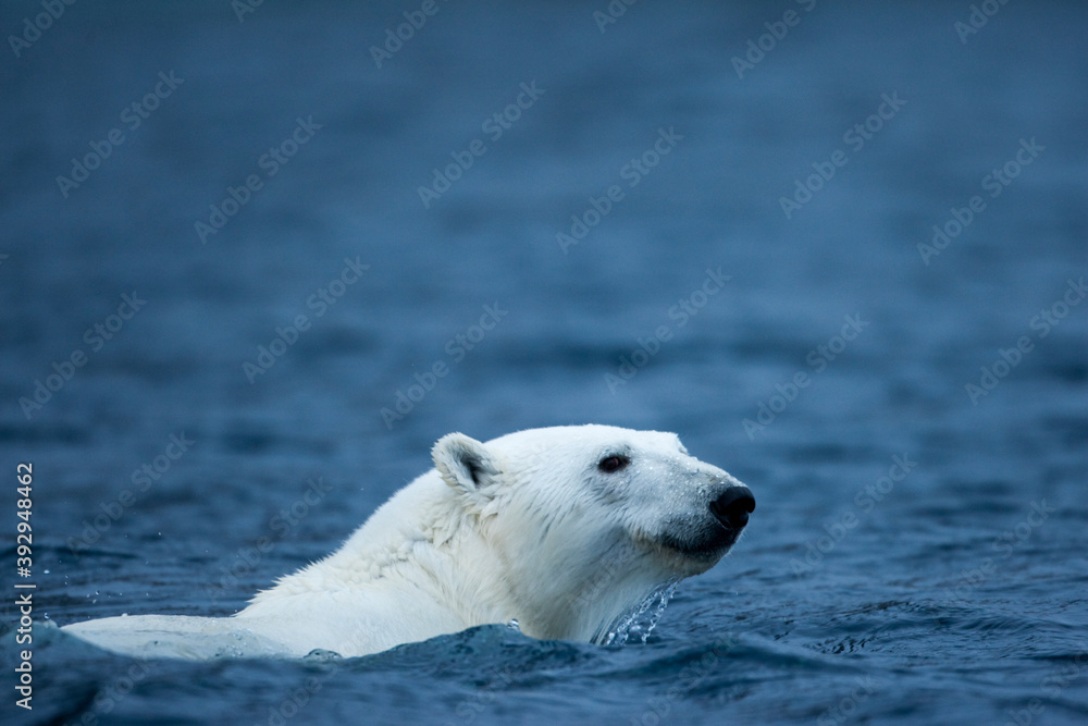 Naklejka premium Polar Bear, Svalbard, Norway