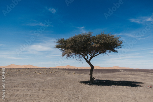 lonely tree in the desert with the dunes of merzouga in the background