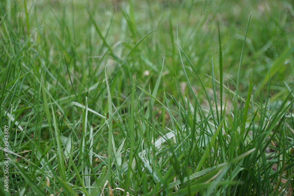 green grass background green grass background