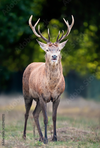 Close-up of a young red deer stag standing in the field © giedriius