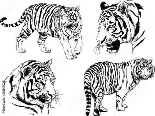 vector drawings sketches different predator   tigers lions cheetahs and leopards are drawn in ink by hand   objects with no background