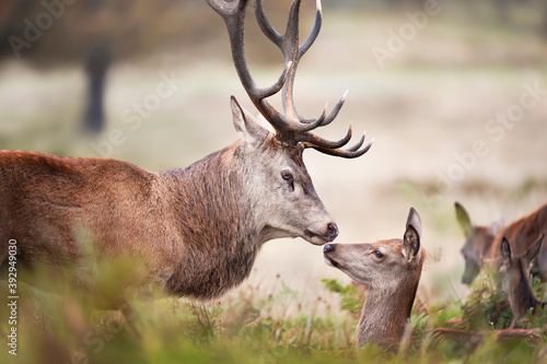 Close up of a Red deer stag with a hind during rutting season