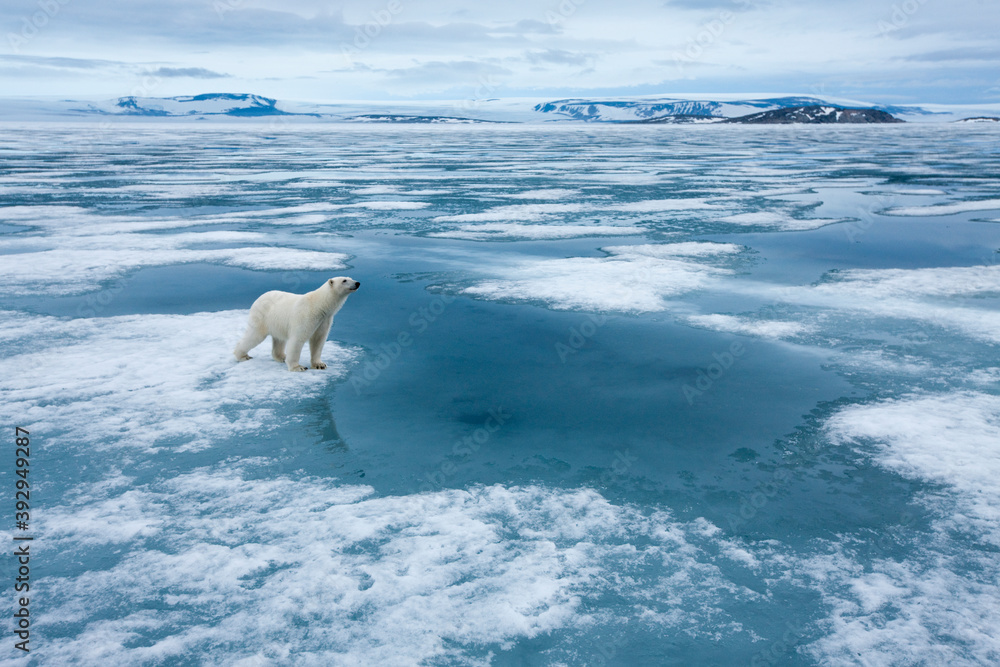 Fotografie Polar Bear, Svalbard, Norway
