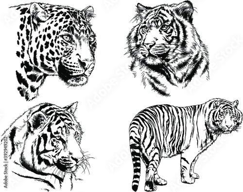 vector drawings sketches different predator   tigers lions cheetahs and leopards are drawn in ink by hand   objects with no background