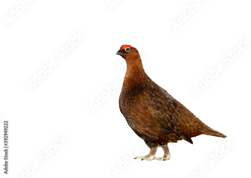 Fototapete Close up of Male Red Grouse on a white background