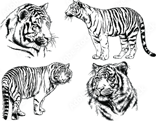 vector drawings sketches different predator   tigers lions cheetahs and leopards are drawn in ink by hand   objects with no background