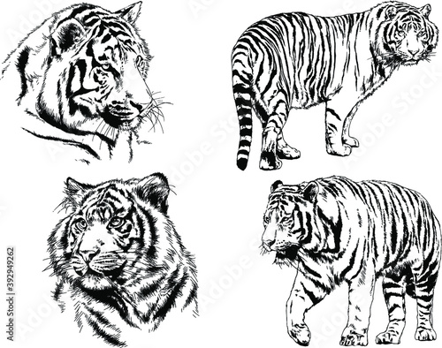 vector drawings sketches different predator   tigers lions cheetahs and leopards are drawn in ink by hand   objects with no background