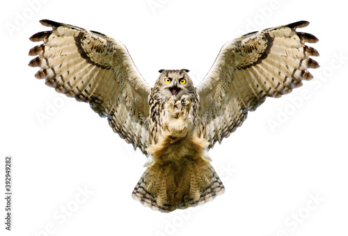 Close up of an Eagle Owl in flight on a white background