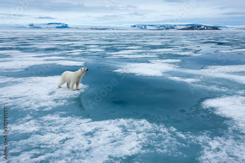 Polar Bear  Svalbard  Norway