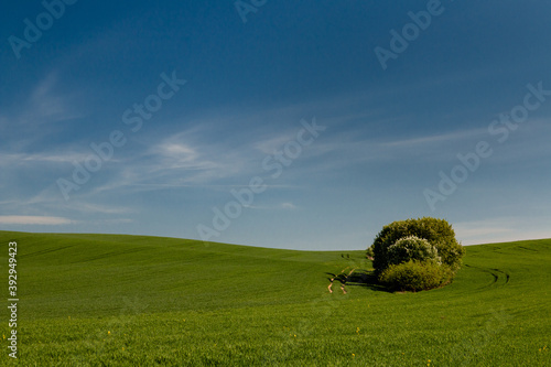Pola zbóż, błękitne niebo, zielone pola. © Mateusz