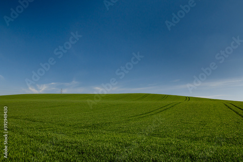 Pola zbóż, błękitne niebo, zielone pola.