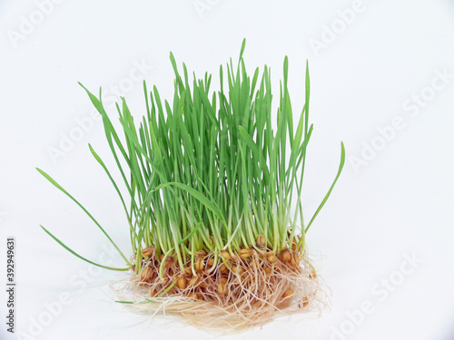 Принти на полотні for healthy nutrition, cultivation of wheatgrass