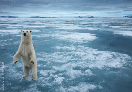 Polar Bear, Svalbard, Norway