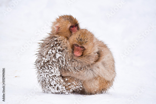 two brown cute baby snow monkeys hugging and and sheltering each other from the cold snow with ice in their fur in winter. Wild animals showing love and protection during difficult times in nature.