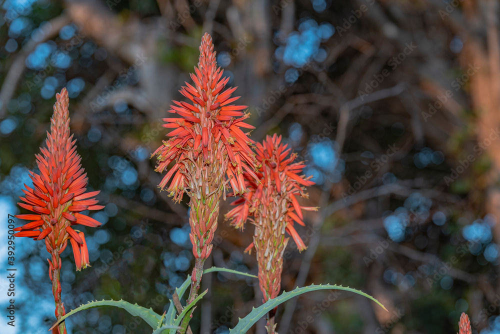 Beautiful Aloe Vera cactus plants and their bright orange blooms line the vibrant coastline Beautiful Aloe Vera cactus plants and their bright orange blooms line the vibrant coastline