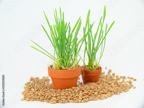 for healthy nutrition, cultivation of wheatgrass photo