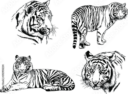 vector drawings sketches different predator   tigers lions cheetahs and leopards are drawn in ink by hand   objects with no background