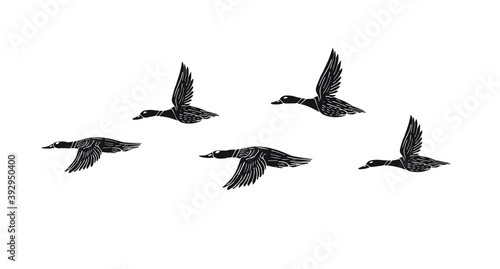 Vector hand drawn doodle sketch flock of flying duck isolated on white background