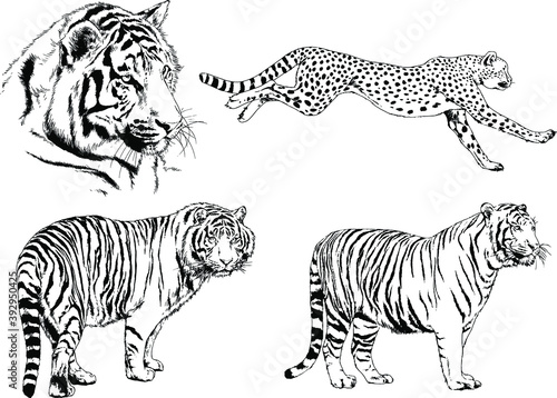 vector drawings sketches different predator   tigers lions cheetahs and leopards are drawn in ink by hand   objects with no background