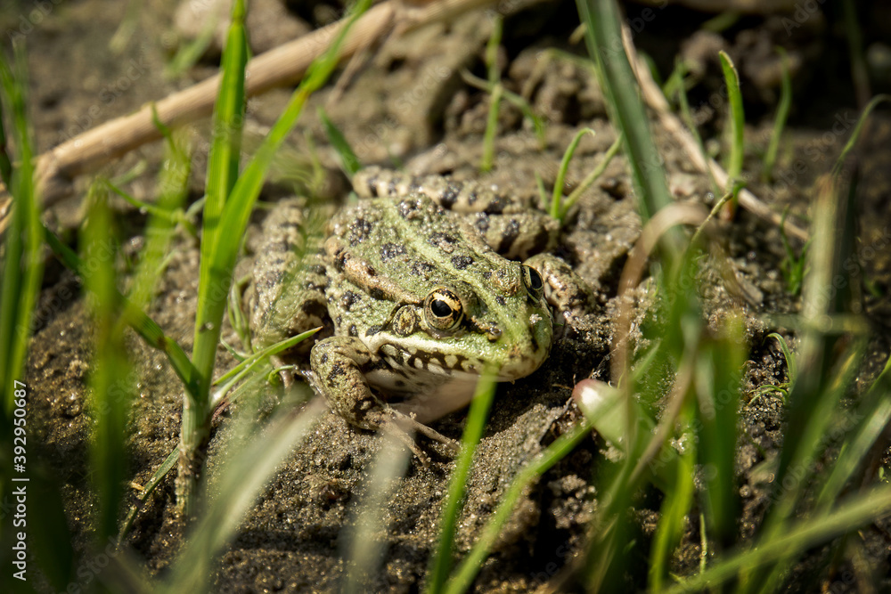 frog in the grass frog in the grass