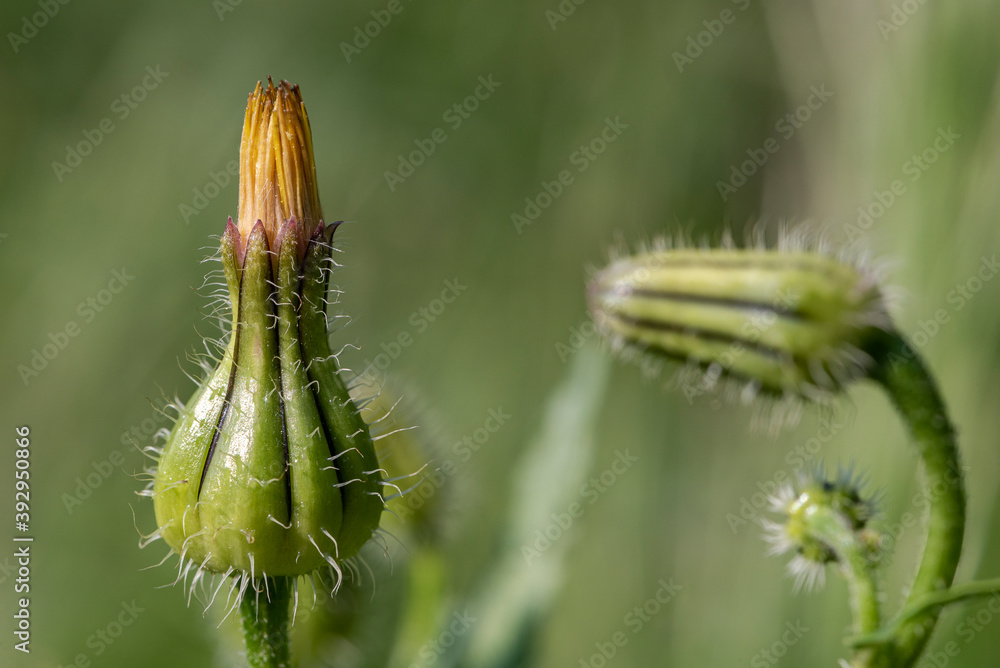 Fototapeta premium close-up of closed dandelion bud ,on green blurry background