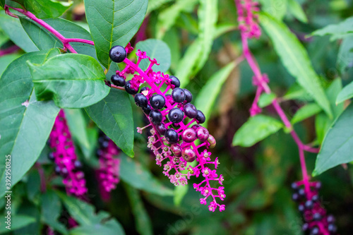 Lakonos American, Phytolacca. Inflorescence, a cluster of dark violet and pink fuchsia berries. Large green leaves. Perennial herbaceous plant. photo