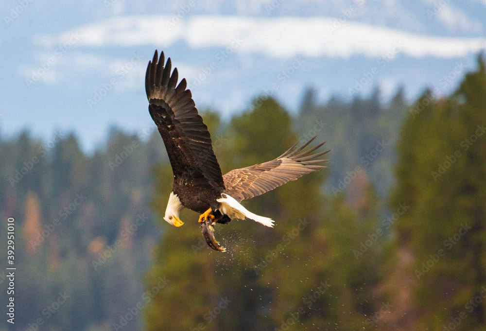 Obraz premium Eagle looking at fish at lake Coeur d'Alene Idaho