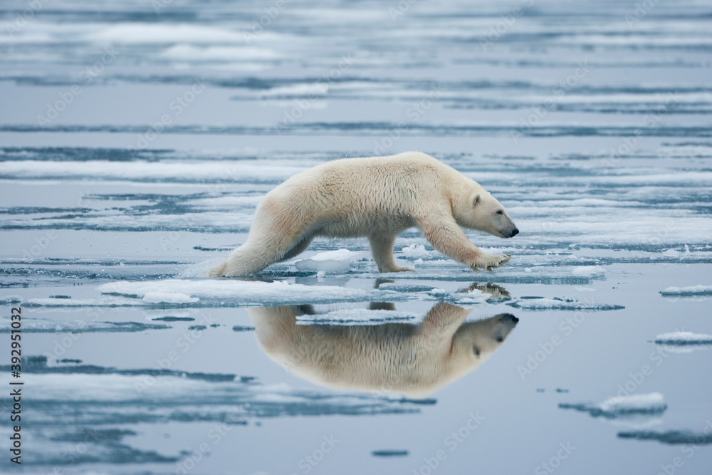 Polar Bear, Svalbard, Norway