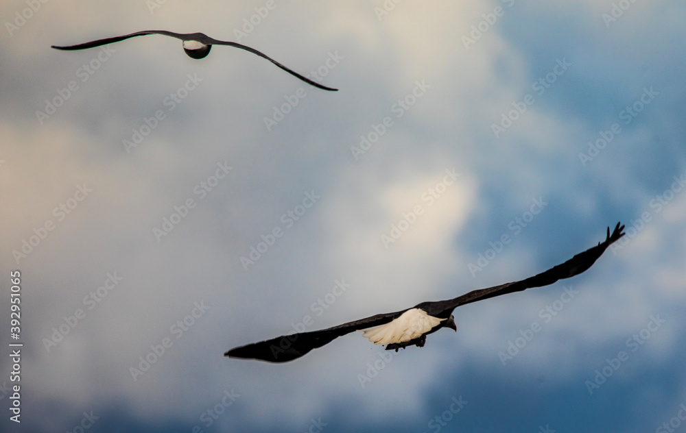 Two Eagles flying away from lake Coeur d'Alene Idaho Two Eagles flying away from lake Coeur d'Alene Idaho