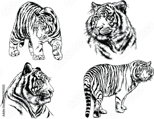 vector drawings sketches different predator   tigers lions cheetahs and leopards are drawn in ink by hand   objects with no background