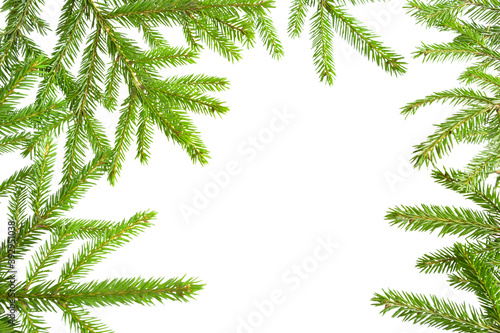 Natural frame of fresh green spruce branches on a white background, isolate. Christmas, new year, Christmas tree. Copy space