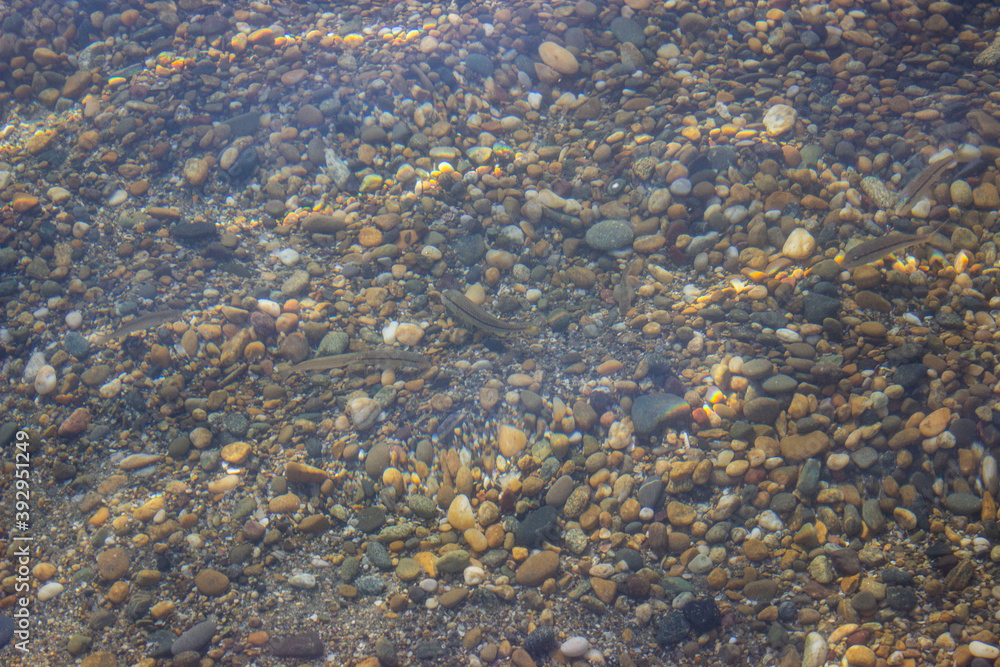 Sea bottom. Shallow. Small rocks and small gray fish, fry, are visible through the water. Textured rocky background.