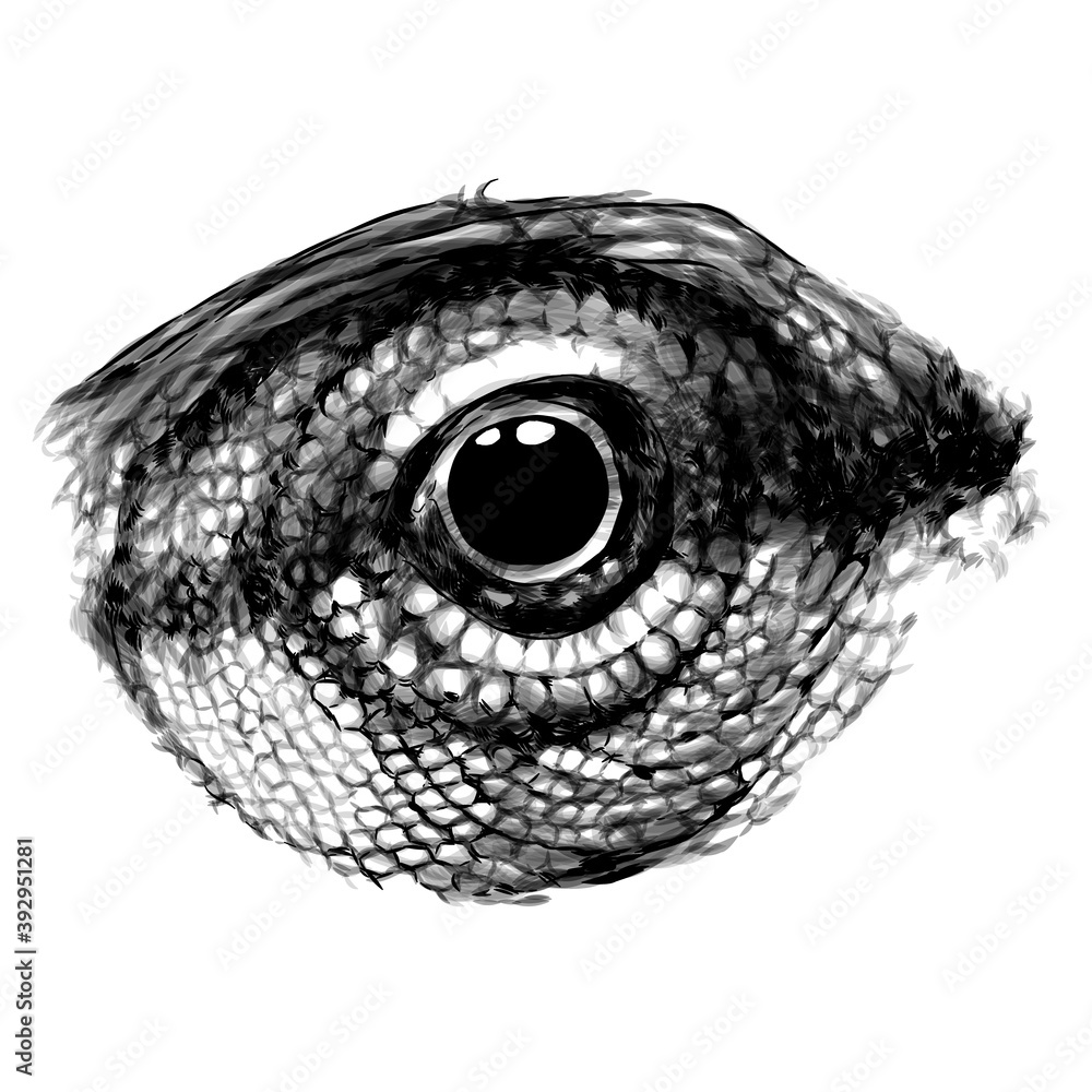 chameleon eye close-up in profile, sketch vector graphics monochrome drawing on white background chameleon eye close-up in profile, sketch vector graphics monochrome drawing on white background