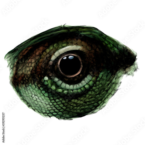 chameleon eye close-up in profile, sketch vector graphics color drawing on white background