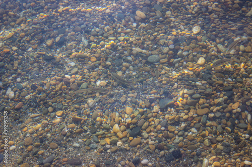 Sea bottom. Shallow. Small rocks and small gray fish, fry, are visible through the water. Textured rocky background.