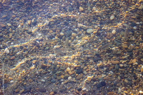 Sea bottom. Shallow. Small rocks and small gray fish, fry, are visible through the water. Textured rocky background.