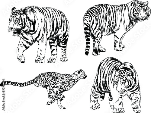 vector drawings sketches different predator   tigers lions cheetahs and leopards are drawn in ink by hand   objects with no background