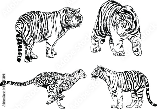 vector drawings sketches different predator   tigers lions cheetahs and leopards are drawn in ink by hand   objects with no background