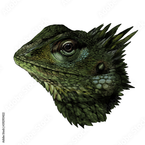 Chameleon head close up side profile sketch vector graphics color drawing on white background
