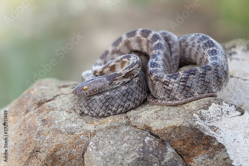 The European cat snake (Telescopus fallax), also known as the Soosan snake, is a venomous colubrid snake endemic to the Mediterranean and Caucasus regions.