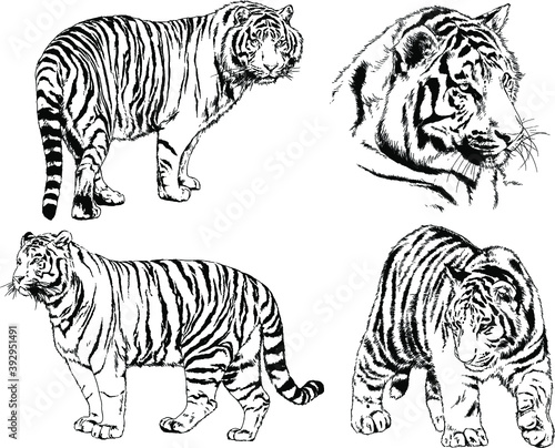 vector drawings sketches different predator   tigers lions cheetahs and leopards are drawn in ink by hand   objects with no background