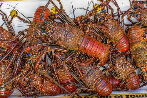 Ecuador, Galapagos Islands. Living  Lobsters on the daily fish market in Santa Cruz.