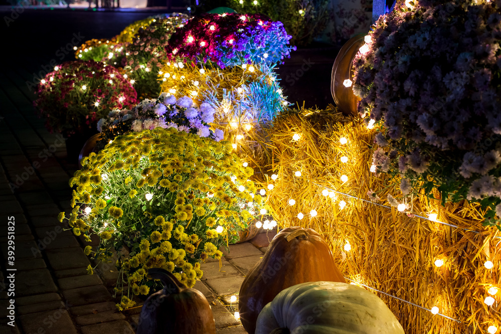 blooming colorful flowers with green leaves and pumpkin decorated with festive garland bulbs with glow close-up of plant in backyard of restaurant terrace christmas decor, nobody. blooming colorful flowers with green leaves and pumpkin decorated with festive garland bulbs with glow close-up of plant in backyard of restaurant terrace christmas decor, nobody.